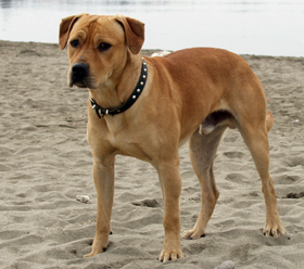 Male dogs are attracted to female dogs in heat.