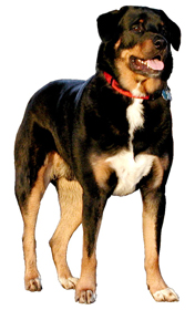 Dogs transmit communication with body posture.