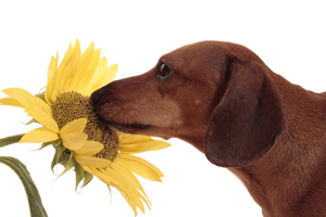 Dogs can sense the most subtle smells