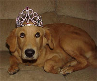 Royal gifts for royal pets