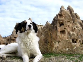 Dog Traveling