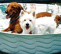 Dogs in Pool