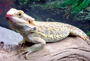 Talk to your vet before purchasing an exotic pet.