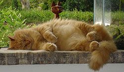 Feline obesity can lead to serious health problems