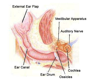 Inside a cat's ear