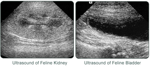 feline_kidney_ultrasound.jpg