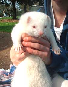 Ferrets ingest their own fur through grooming