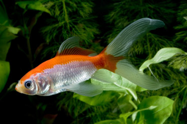 Unlike humans, fish have the ability to eat continuously, digest what they need, and excrete the rest.