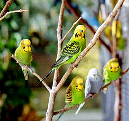 Budgerigars