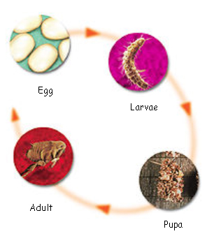 Life cycle of the flea