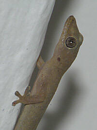 Four Clawed Gecko