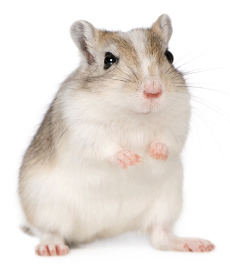 Gerbils Make Good Pets