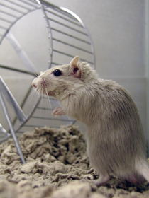 Gerbil Near Wheel