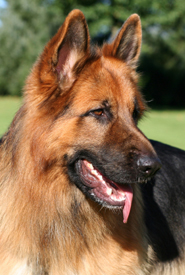conjunctivitis in dogs treatment conjunctivitis treatment conjunctivitis in dogs treatment conjunctivitis treatment