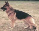 German Shepherd