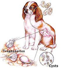 Giardia