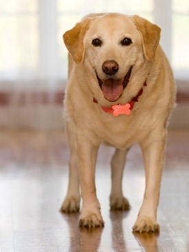 Pet identification is a must!