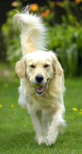 golden retriever arthritis cascade animal center rochester mn veterinary services golden retriever arthritis cascade animal center rochester mn veterinary services