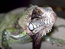 Green Iguana