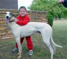 Greyhound