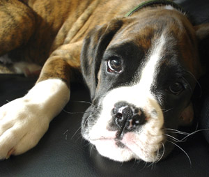 Health insurance for your pet can help defray medical costs