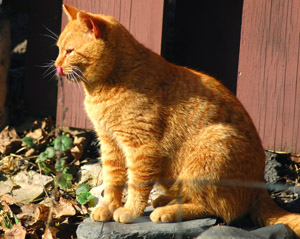 Pet health insurance plans cover a variety of procedures