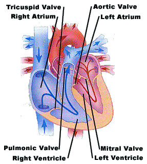 The heart