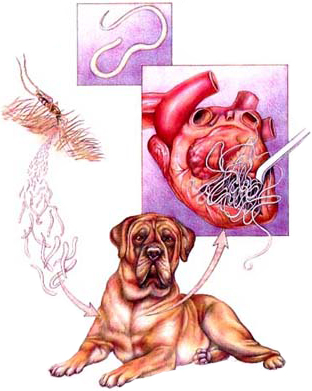 Heartworm