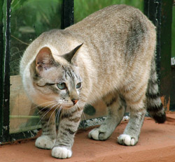 Cats are also susceptible to heartworm disease