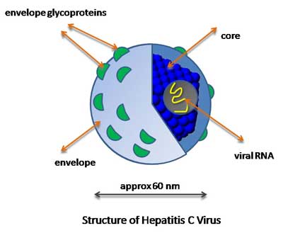 Hepatitis C