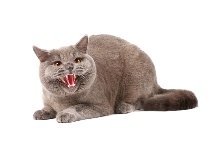 hissing cat statue