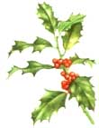 Holly