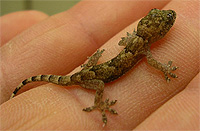 A common house gecko