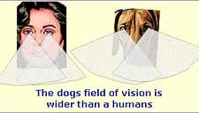The dog’s field of vision is wider than the human’s