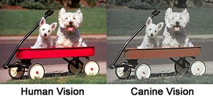 Comparison between colors human see and those canines see