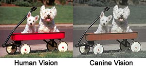 Dogs black hotsell and white vision