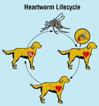 Heartworm Cycle