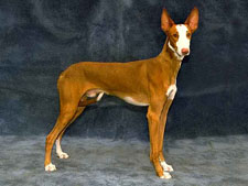 Ibizan Hound