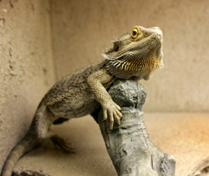 Bearded Dragon