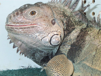 Iguanas require a different sort of care than other pets.