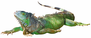 Green Iguana