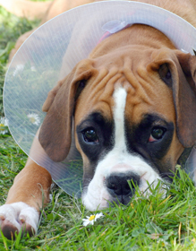 Injured Boxer Dog.
