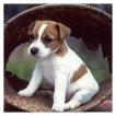 Jack Russell Terrier