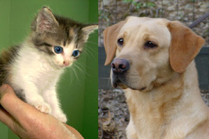 Adopting a pet requires a lot of consideration.