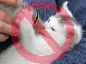Learn Proper Techniques To Bottle Feed A Kitten