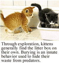 Litter of kittens