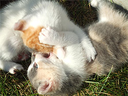 Kittens Playing
