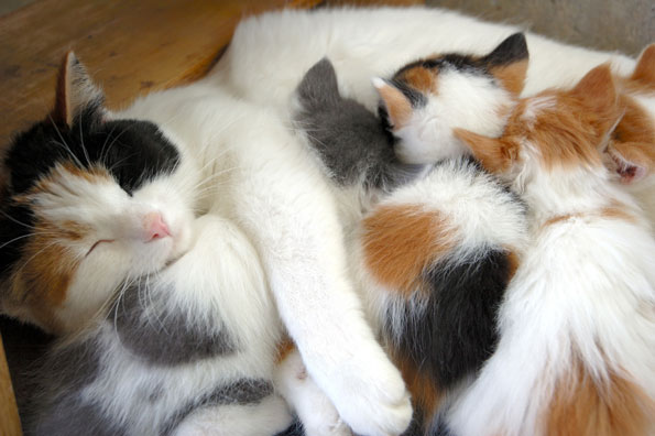 Nursing kittens