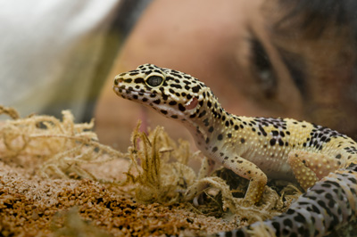 Leopard Gecko