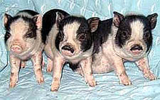 Litter of Potbellied Pigs